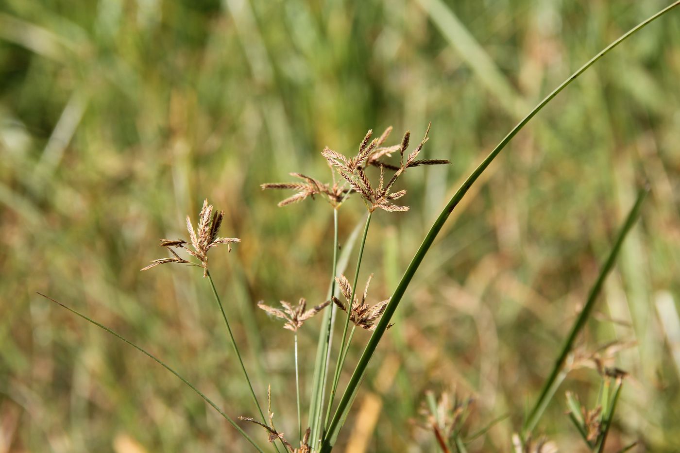 Изображение особи Cyperus longus.