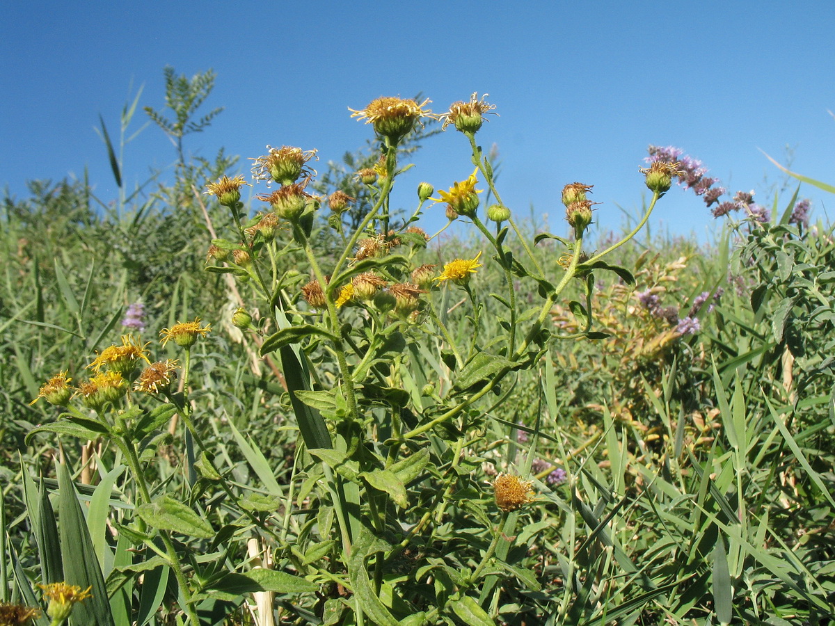 Изображение особи Pulicaria dysenterica.