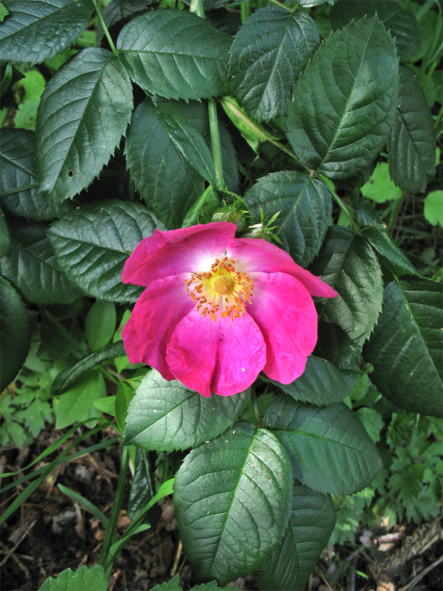 Image of genus Rosa specimen.