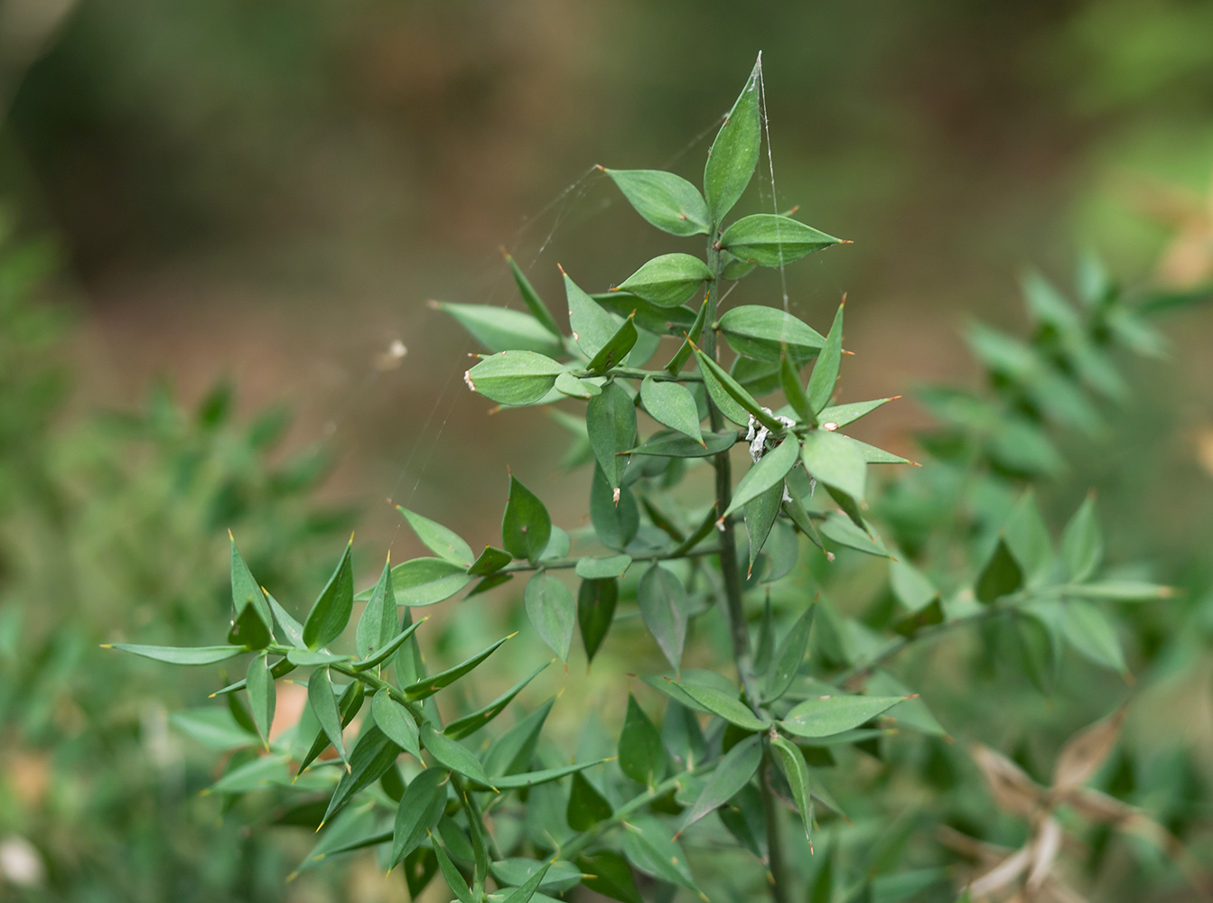 Изображение особи Ruscus aculeatus.