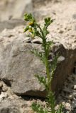 Senecio vulgaris