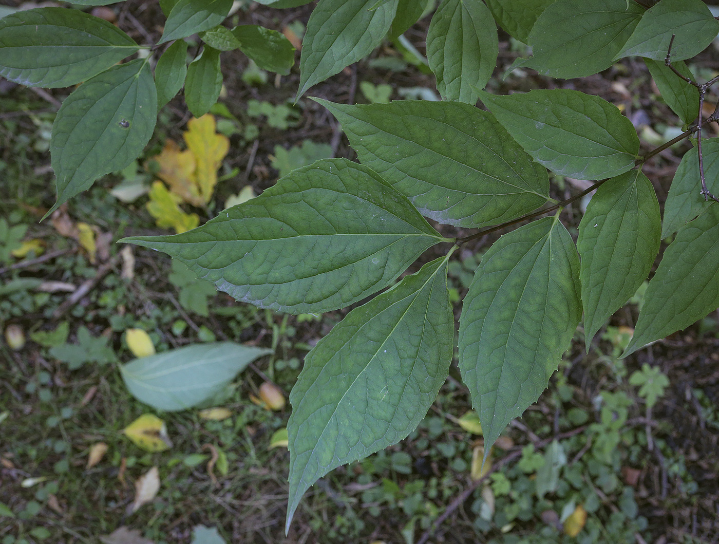 Image of Philadelphus subcanus specimen.