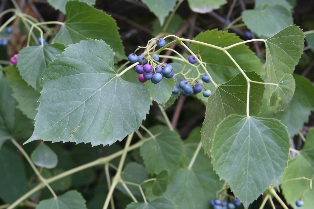 Image of Ampelopsis cordata specimen.