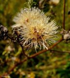 Picris hieracioides