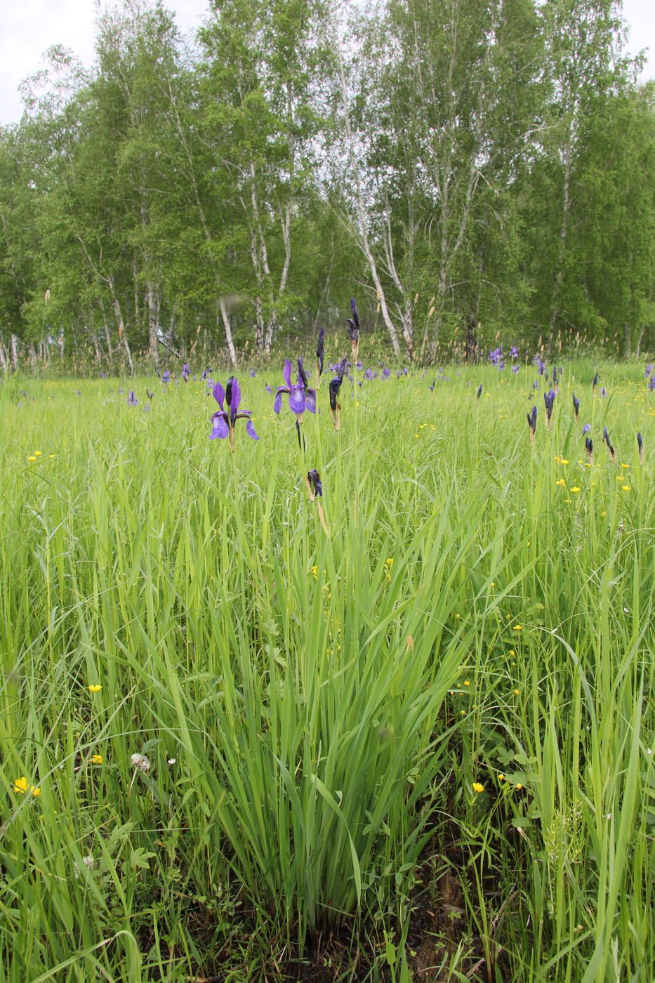 Изображение особи Iris sibirica.