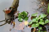 Eichhornia crassipes