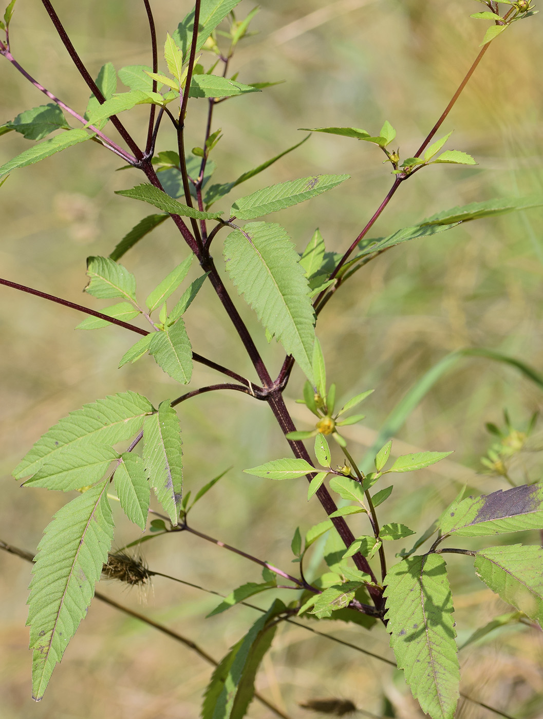 Изображение особи Bidens frondosa.