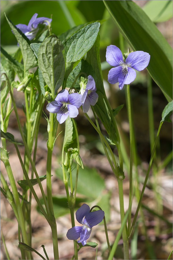 Image of Viola canina specimen.