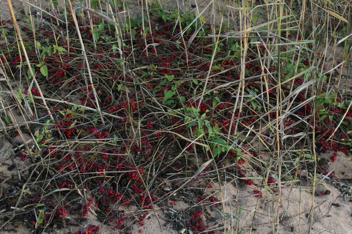 Image of Solanum dulcamara specimen.