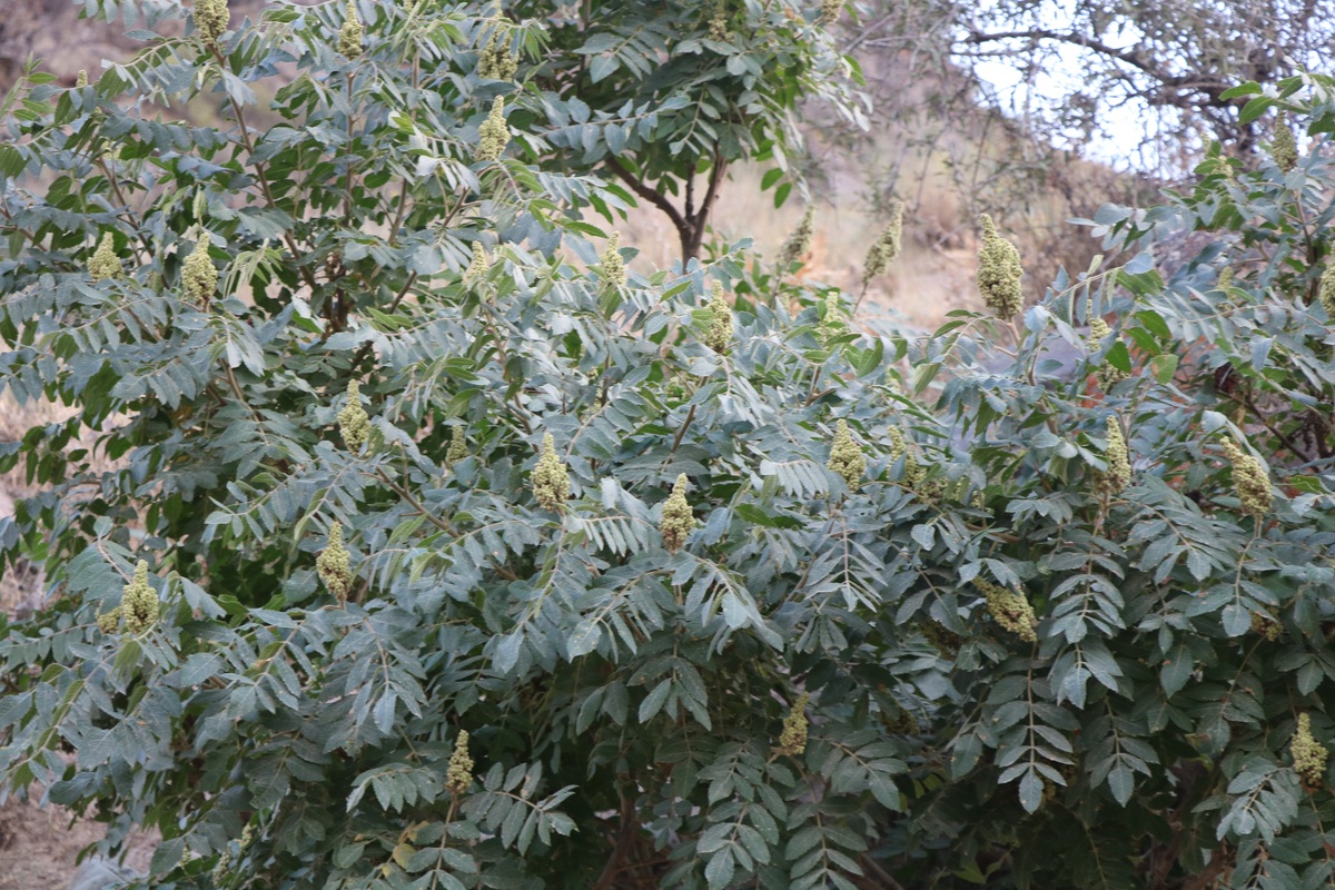 Изображение особи Rhus coriaria.