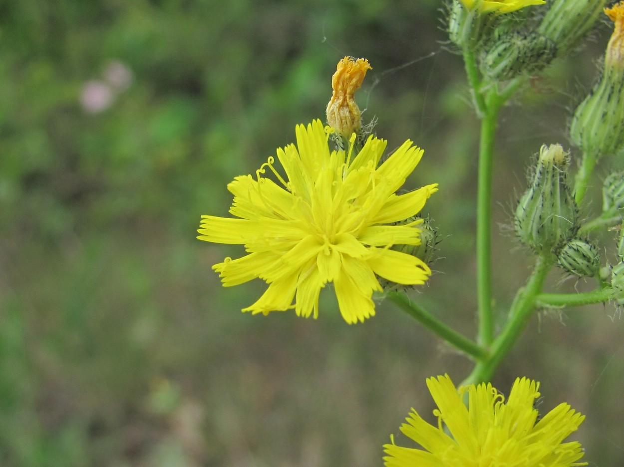 Image of Pilosella bauhini specimen.