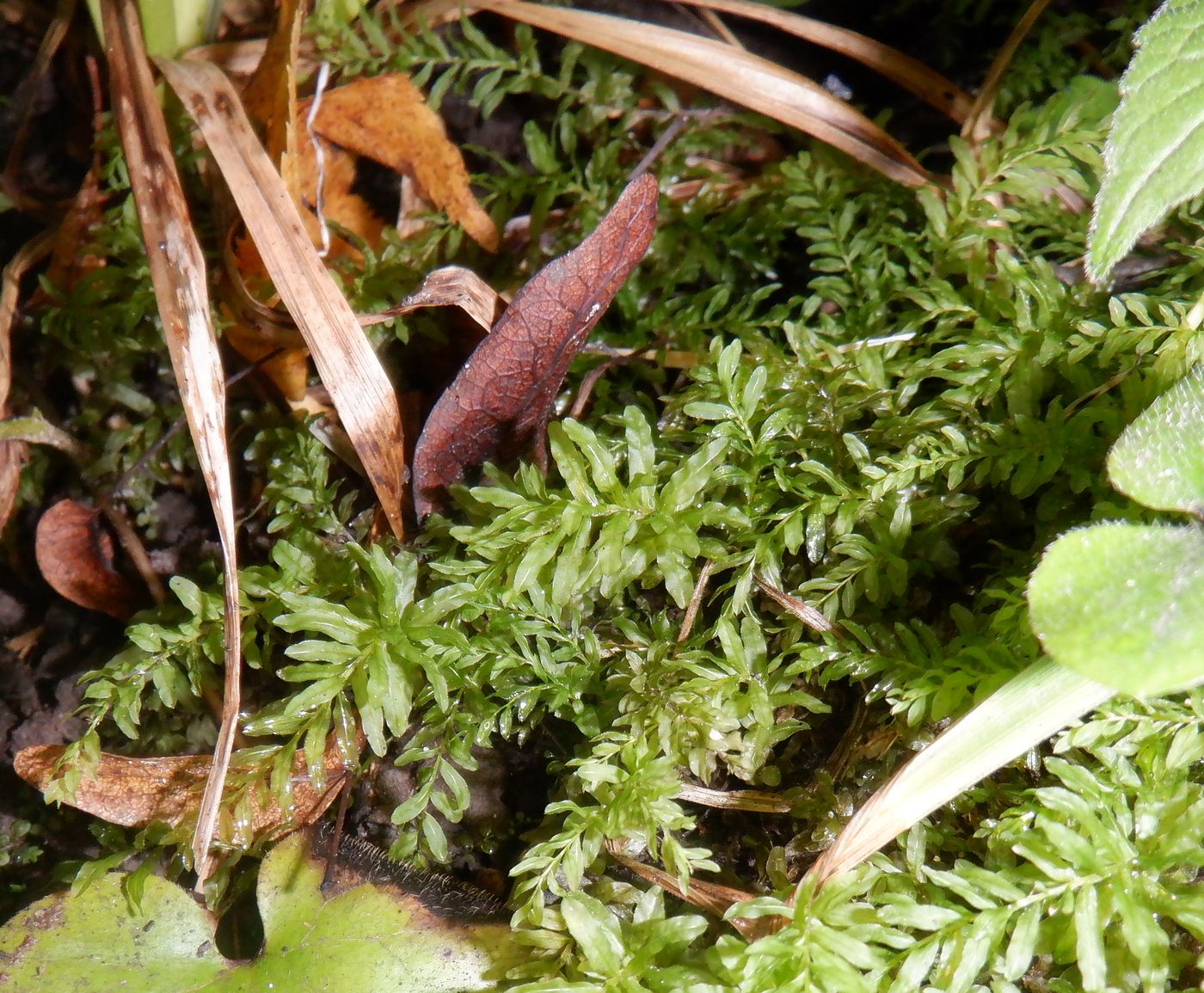 Image of Plagiomnium undulatum specimen.