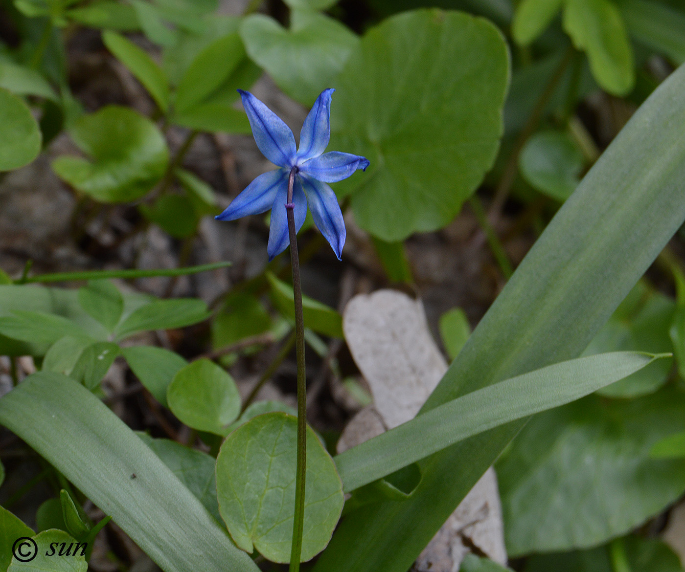 Изображение особи Scilla siberica.