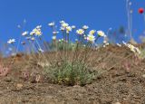 Anthemis sterilis. Цветущее растение. Южный берег Крыма, окр. с. Морское, сланцевый склон между дорогой и посадками сосен. 15 мая 2021 г.