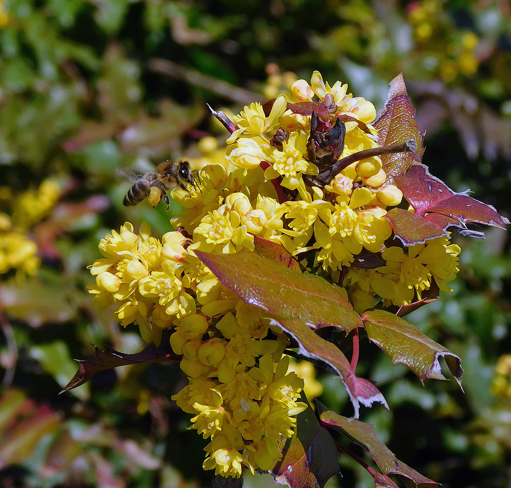 Image of Mahonia aquifolium specimen.