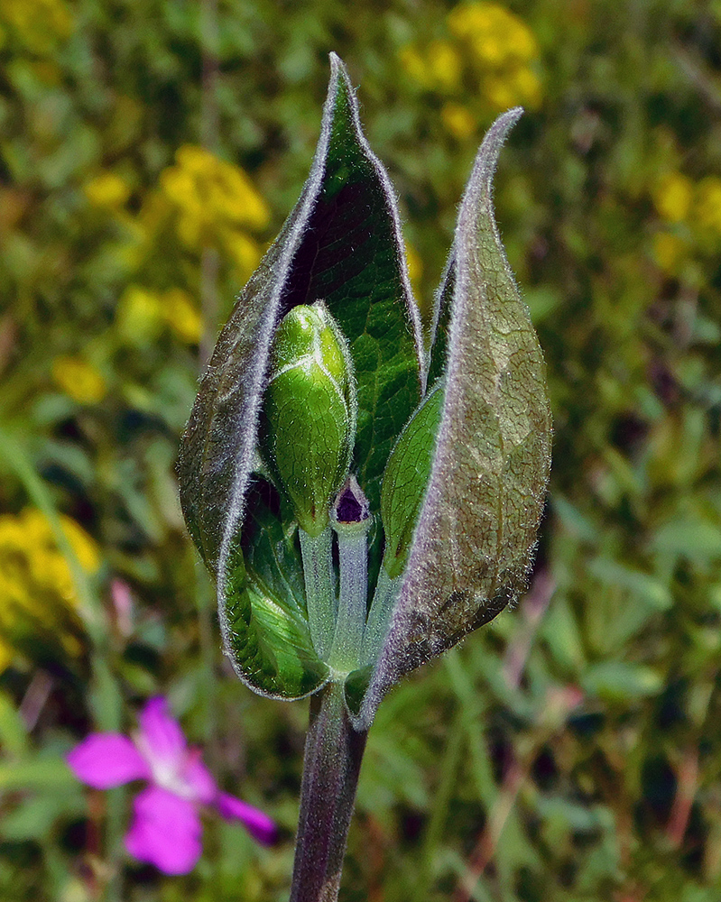 Image of Clematis integrifolia specimen.