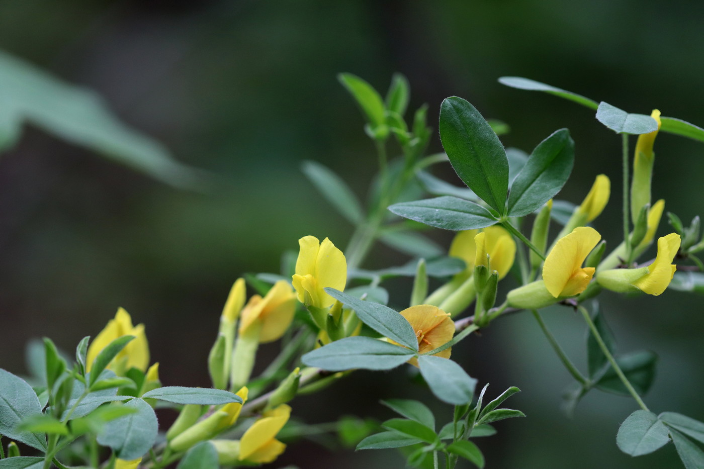 Изображение особи Chamaecytisus ruthenicus.