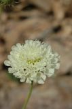 Scabiosa ochroleuca