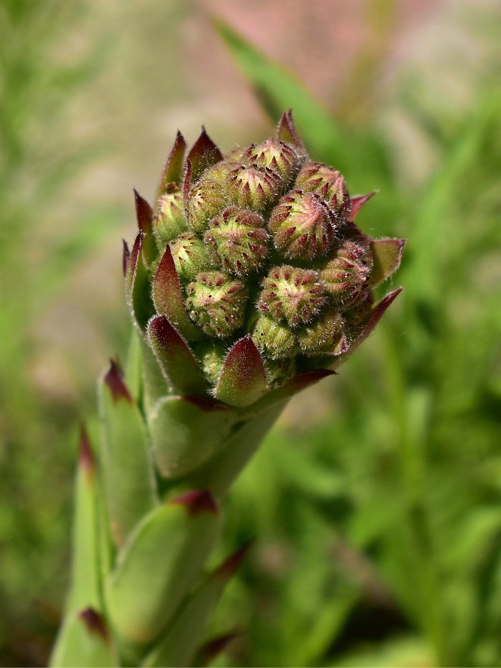 Изображение особи Sempervivum tectorum.