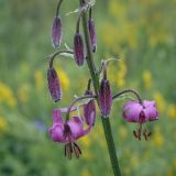 Lilium pilosiusculum. Бутоны и цветки в каплях дождя. Пермский край, Кунгурский р-н, окр. с. Плехановское, окр. ур. Мысы, разнотравный луг. 19.06.2021.