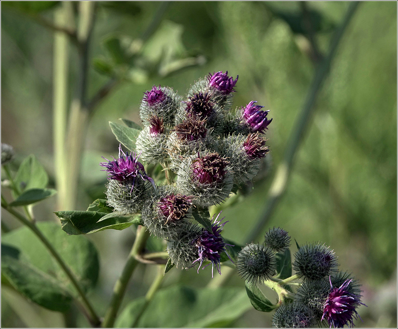 Изображение особи Arctium tomentosum.