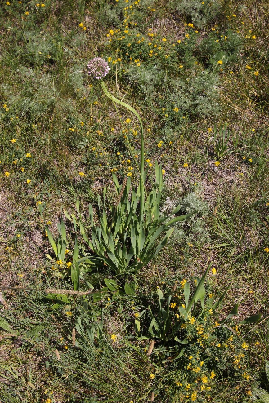 Image of Allium nutans specimen.