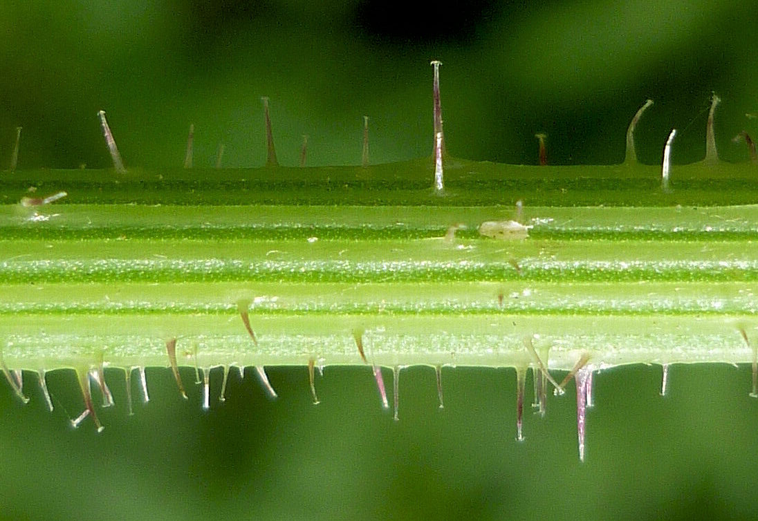 Image of Picris koreana specimen.