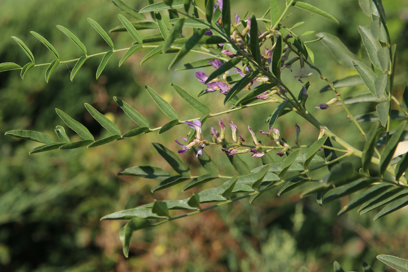 Изображение особи Glycyrrhiza glabra.