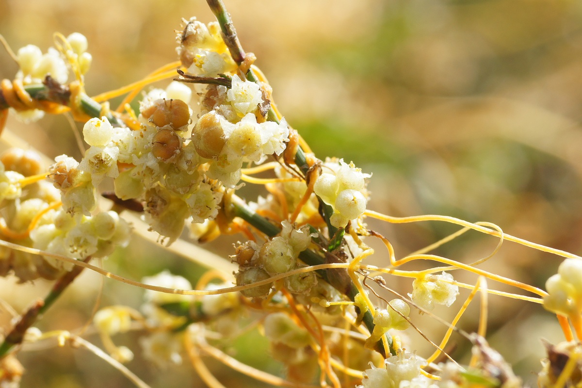 Image of Cuscuta cesatiana specimen.