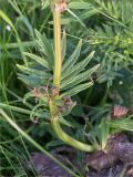 Valeriana salina