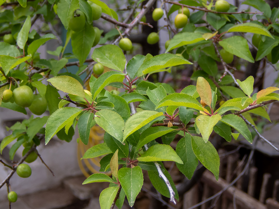 Image of Prunus cerasifera specimen.