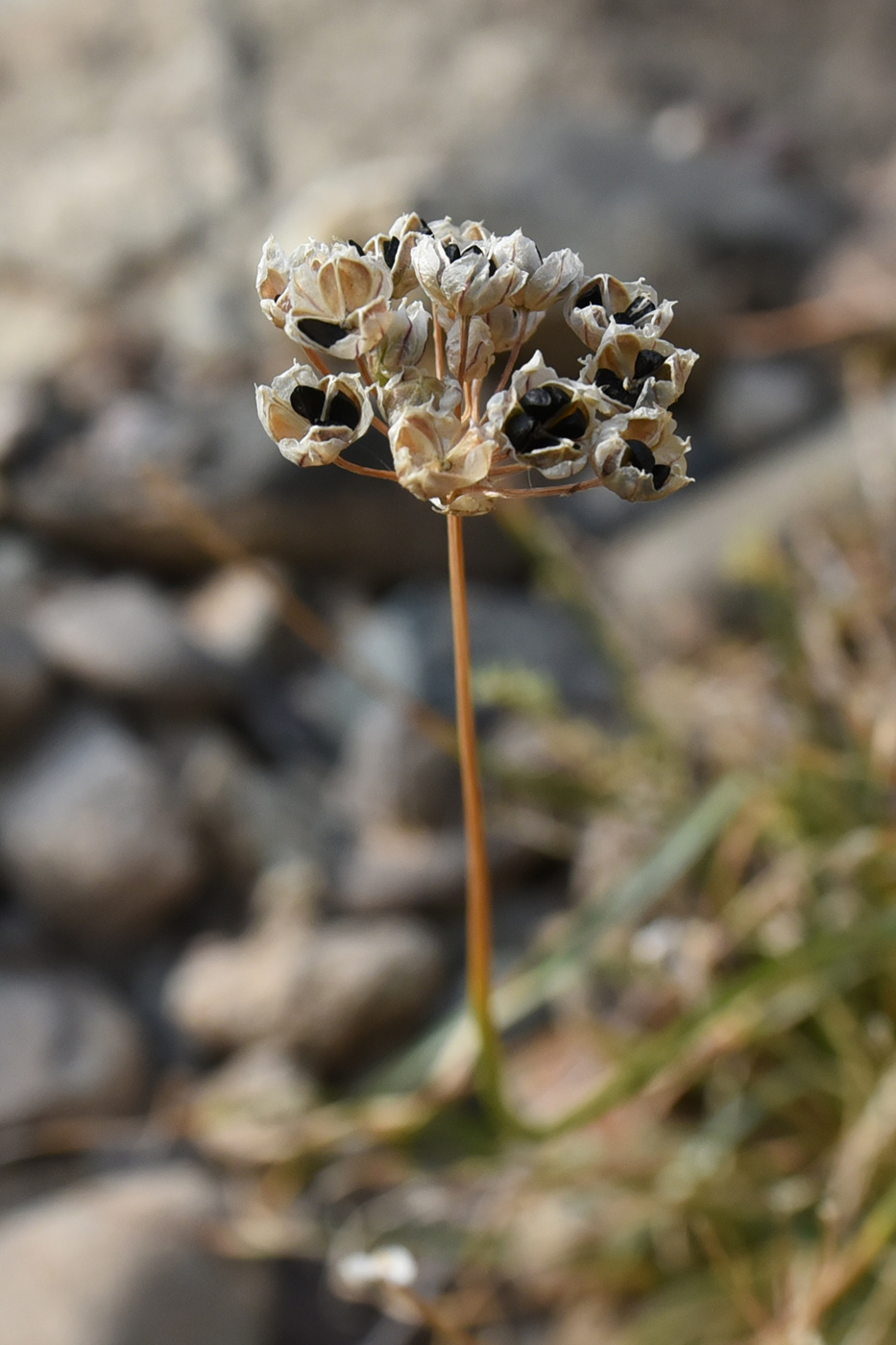 Изображение особи Allium oreoprasum.