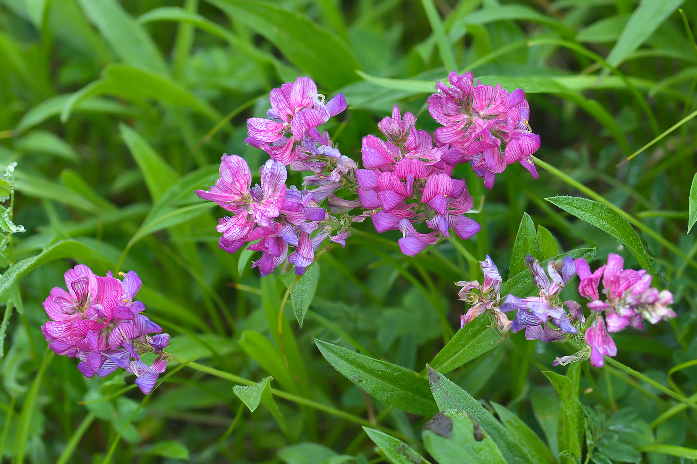 Изображение особи Onobrychis biebersteinii.