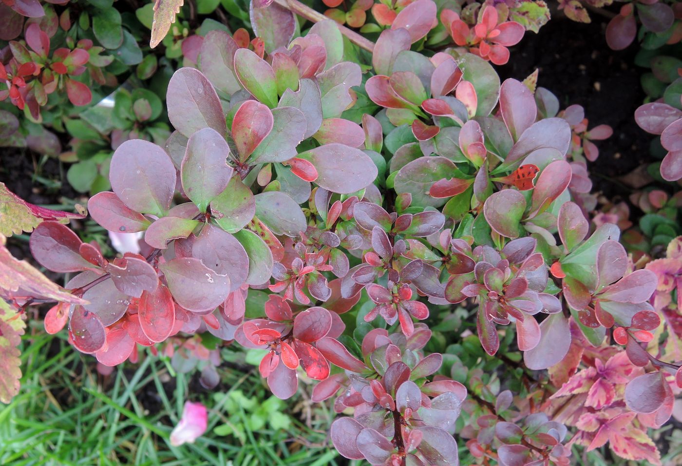 Image of Berberis thunbergii specimen.