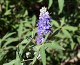 Vitex agnus-castus