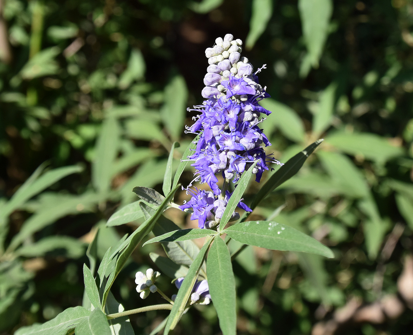 Изображение особи Vitex agnus-castus.