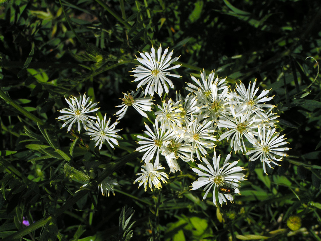 Image of Thalictrum petaloideum specimen.