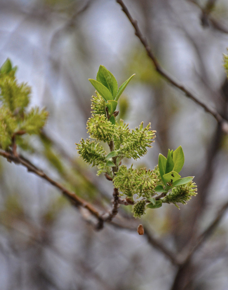 Image of genus Salix specimen.