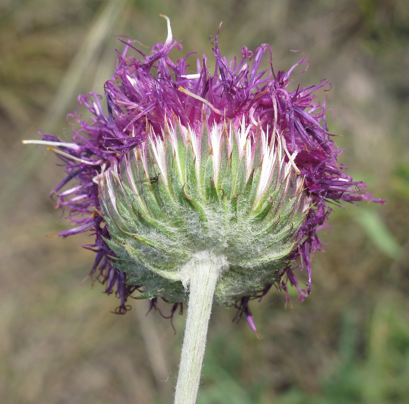 Image of Jurinea cretacea specimen.