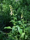 Digitalis grandiflora. Верхушки цветущих растений. Алтайский край, окр. г. Белокуриха, смешанный лес. 08.07.2021.