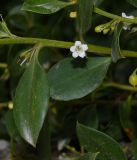 genus Myoporum
