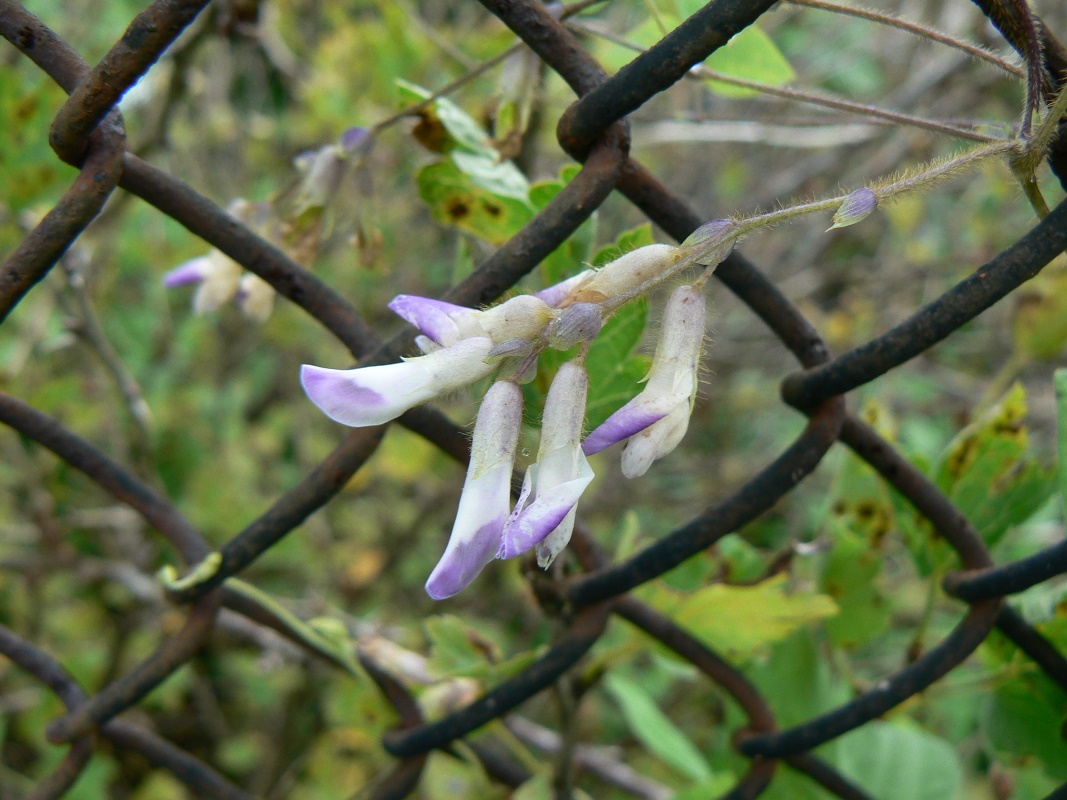 Image of Amphicarpaea japonica specimen.