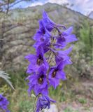 Delphinium speciosum. Соцветие. Республика Северная Осетия-Алания, Ирафский р-н, с. Дзинага, Большой Кавказ, долина р. Караугомдон, правый берег р. Гулардон, ≈ 1500 м н.у.м., каменистое место. 28.06.2021.