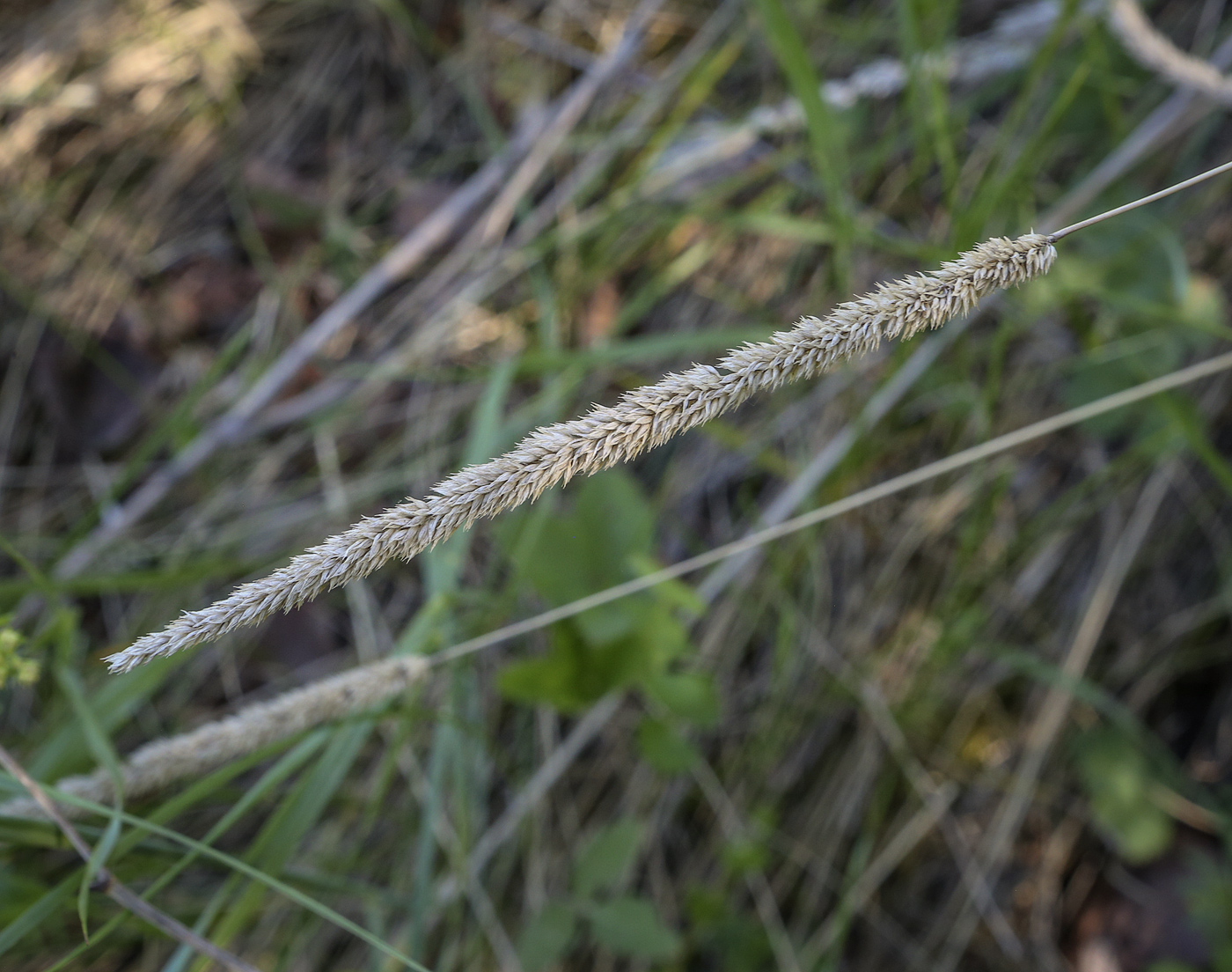 Image of Phleum phleoides specimen.