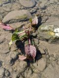 genus Rumex. Молодое растение. Республика Молдова, Единецкий р-н, заповедник \"La Castel\", в реке Раковэц. 10 мая 2021 г.