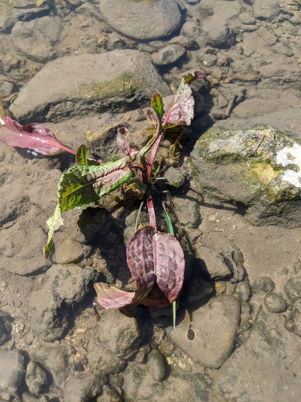 Image of genus Rumex specimen.