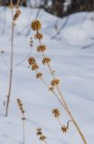 Phlomoides tuberosa