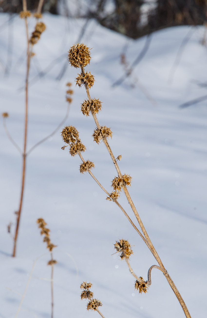 Изображение особи Phlomoides tuberosa.