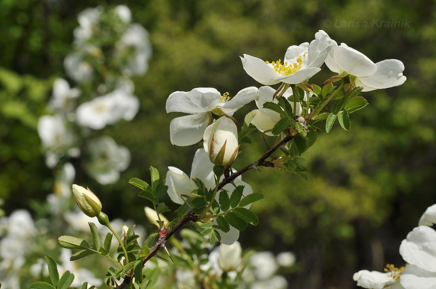 Image of Rosa spinosissima specimen.