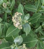 Asclepias syriaca